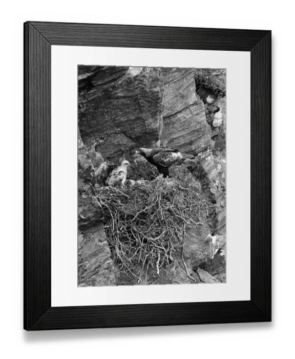 Framed Print : Golden Eagle - Glenborrodale Argyllshire Scotland. Taken by Eric Hosking in June 1939