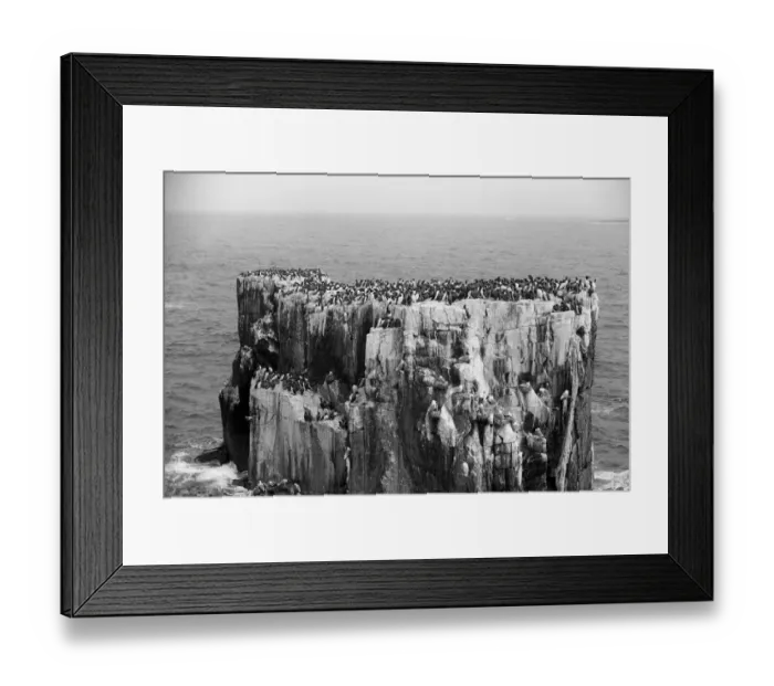 Framed Print : Nesting Guillemots Farne Island. Taken by Eric Hosking in 1953 Framed Print : Nesting Guillemots Farne Island. Taken by Eric Hosking in 1953