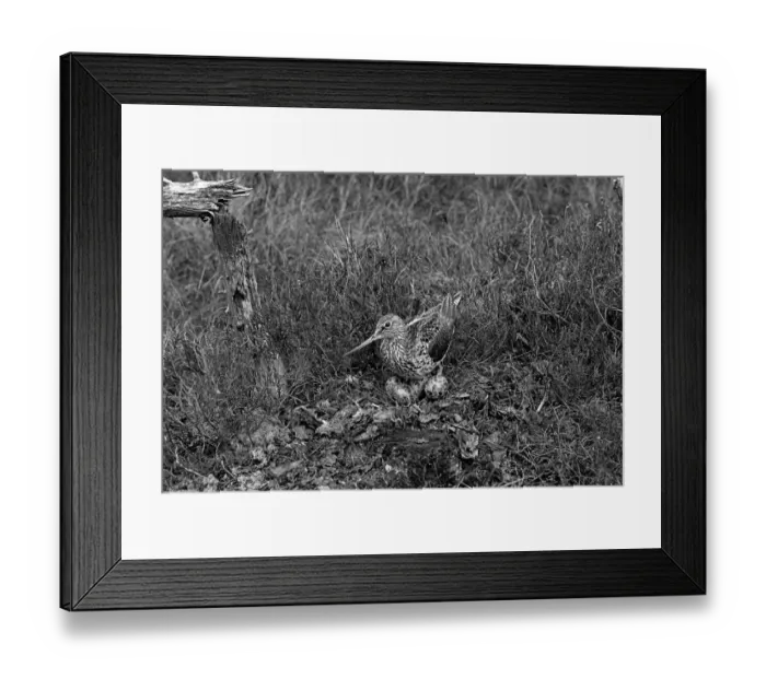 Framed Print : Greenshank at nest, Morlich. Taken by Eric Hosking in 1947