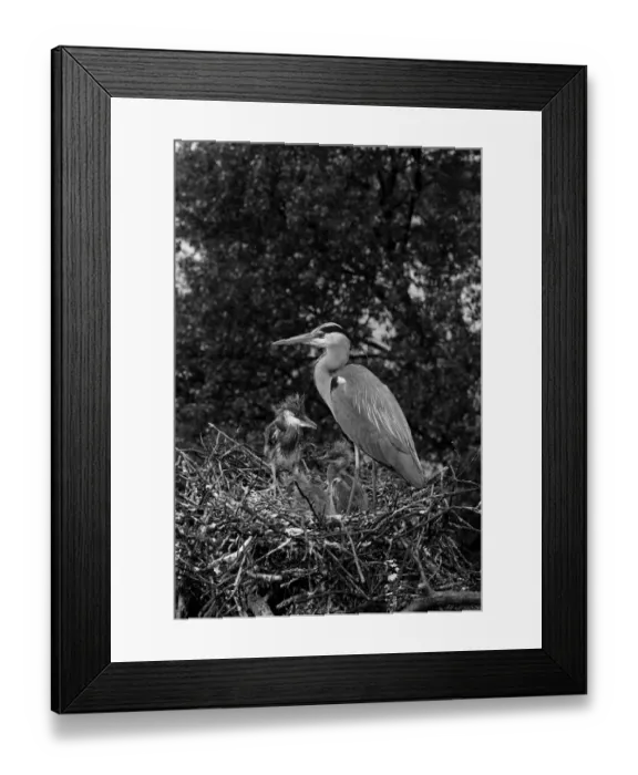 Framed Print : Grey Heron at nest Walthamstow No 5 Reservoir. Taken by Eric Hosking in 1951 Framed Print : Grey Heron at nest Walthamstow No 5 Reservoir. Taken by Eric Hosking in 1951