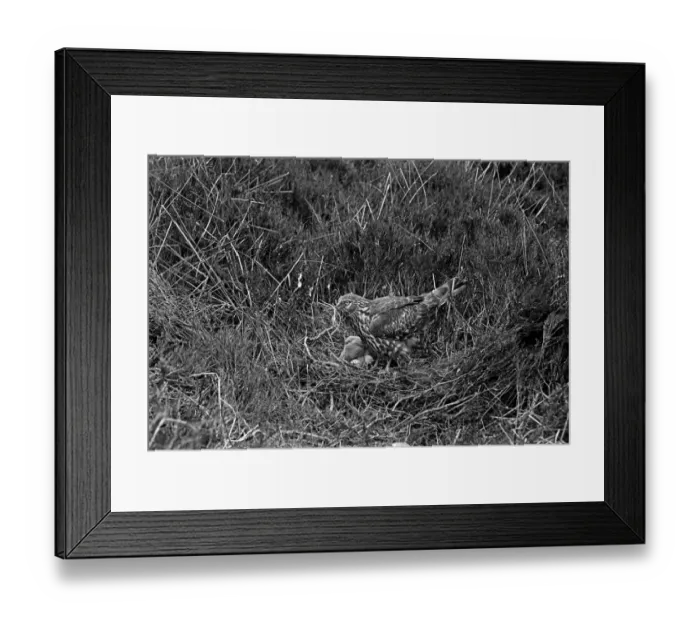 Framed Print : Hen Harrier at nest Orkney. Taken by Eric Hosking in 1946