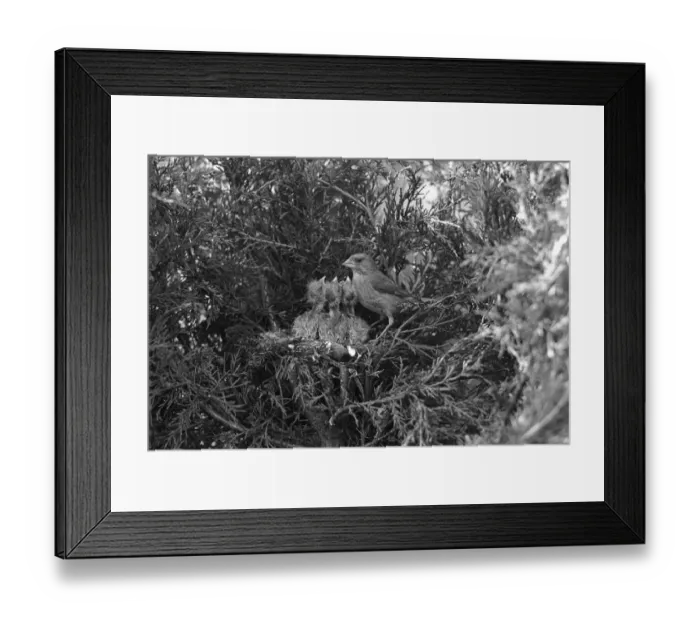 Framed Print : Greenfinch at nest Eyke Suffolk. Taken by Eric Hosking in 1935