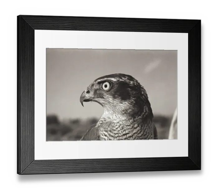 Framed Print : Goshawk, November 1966, Contarex camera, 50mm planar lens. f / 11, 1 / 250th, Pan- x Film Framed Print : Goshawk, November 1966, Contarex camera, 50mm planar lens. f / 11, 1 / 250th, Pan- x Film
