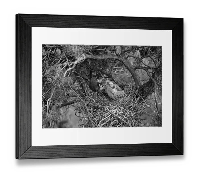 Framed Print : Hobby at nest Camberley. Taken by Eric Hosking in 1945 Framed Print : Hobby at nest Camberley. Taken by Eric Hosking in 1945