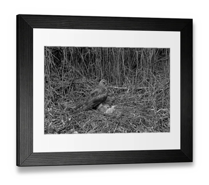 Framed Print : Hen Harrier at nest Tupos, Finland. Taken by Eric Hosking in 1958