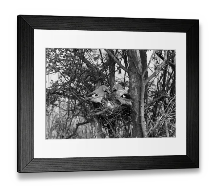 Framed Print : Jays at nest - Hickling Norfolk. Taken by Eric Hosking 1942 Framed Print : Jays at nest - Hickling Norfolk. Taken by Eric Hosking 1942