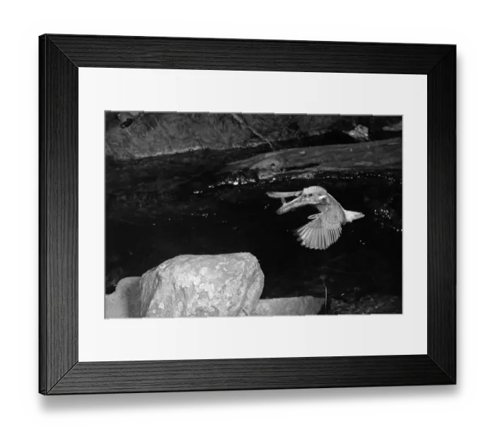Framed Print : Kingfisher Doldowlod Wales. Taken by Eric Hosking in 1954 Framed Print : Kingfisher Doldowlod Wales. Taken by Eric Hosking in 1954