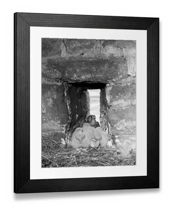 Framed Print : Kestrel at nest in Barn, Gorple, Yorkshire. Taken by Eric Hosking in 1944