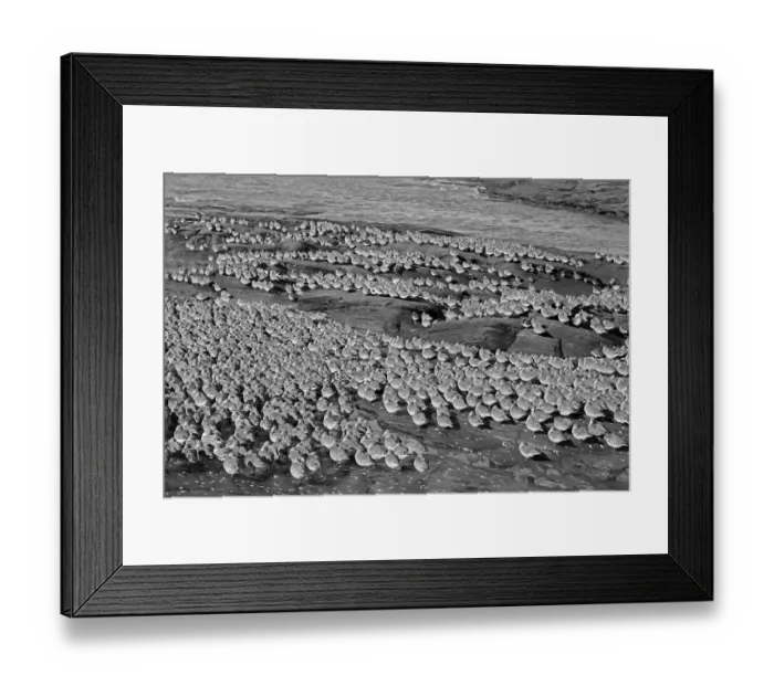 Framed Print : knot, Little Eye, Hilbre, Taken by Eric Hosking in 1949 Framed Print : knot, Little Eye, Hilbre, Taken by Eric Hosking in 1949