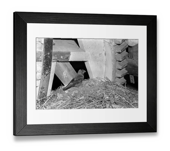 Framed Print : Jackdaw at nest - Hickling Norfolk. Taken by Eric Hosking in 1941 Framed Print : Jackdaw at nest - Hickling Norfolk. Taken by Eric Hosking in 1941