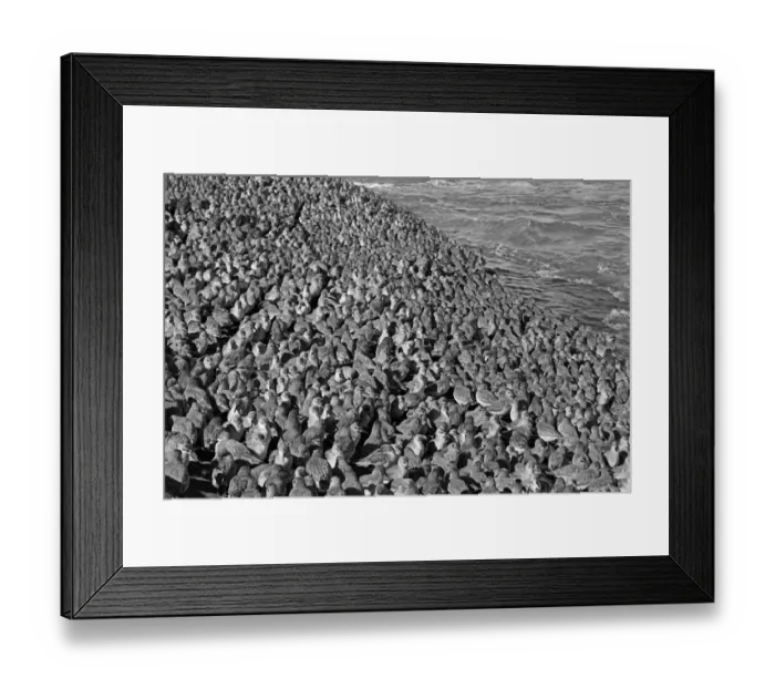 Framed Print : knot, Little Eye, Hilbre, Taken by Eric Hosking in 1949 Framed Print : knot, Little Eye, Hilbre, Taken by Eric Hosking in 1949