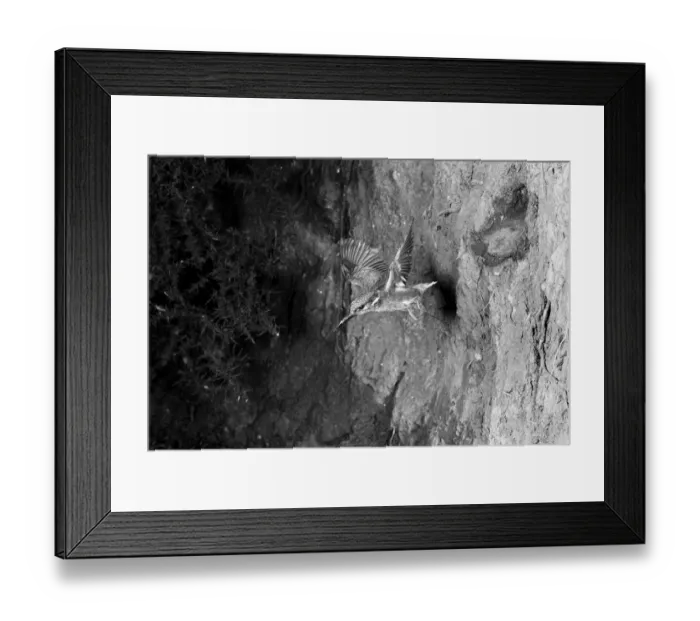 Framed Print : Kingfisher - Walthamstow Reservoir No 5. Taken by Eric Hosking in 1951 Framed Print : Kingfisher - Walthamstow Reservoir No 5. Taken by Eric Hosking in 1951
