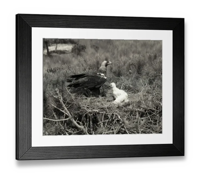 Framed Print : Spanish Imperial Eagle, Coto Donana Spain. Taken by Eric Hosking in 1957 Framed Print : Spanish Imperial Eagle, Coto Donana Spain. Taken by Eric Hosking in 1957