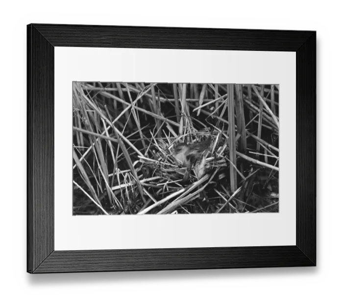 Framed Print : Little Crake taken in Hungary. Taken by Eric Hosking in 1961 Framed Print : Little Crake taken in Hungary. Taken by Eric Hosking in 1961