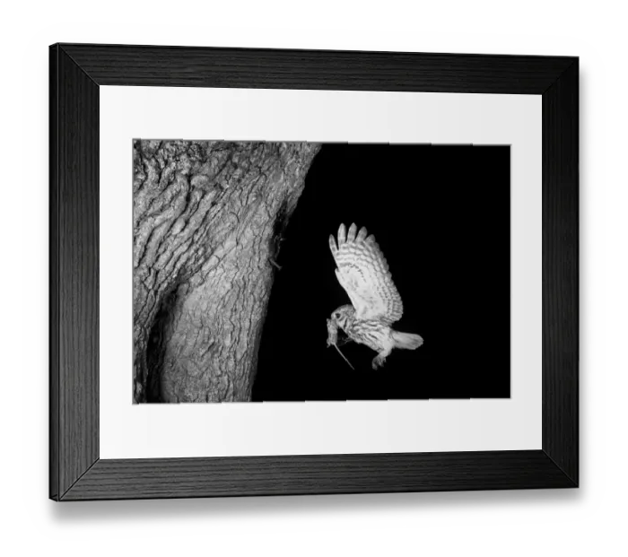 Framed Print : Little Owl, Chillesford, Suffolk. Taken by Eric Hosking in 1949 Using High Spreed flash equipment Framed Print : Little Owl, Chillesford, Suffolk. Taken by Eric Hosking in 1949 Using High Spreed flash equipment
