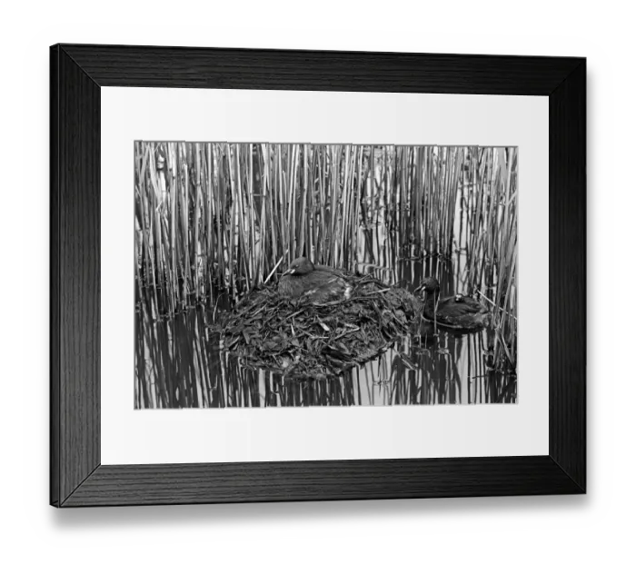 Framed Print : Little Grebe at nest with newly hatched chick, Minsmere. Taken by Eric Hosking in 1950 Framed Print : Little Grebe at nest with newly hatched chick, Minsmere. Taken by Eric Hosking in 1950