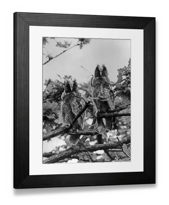 Framed Print : Newly fledged Long-eared Owls. May 1940 near Kings Lynn Norfolk taken using a Sanserson Camera witha Tessar 21cm lens Framed Print : Newly fledged Long-eared Owls. May 1940 near Kings Lynn Norfolk taken using a Sanserson Camera witha Tessar 21cm lens