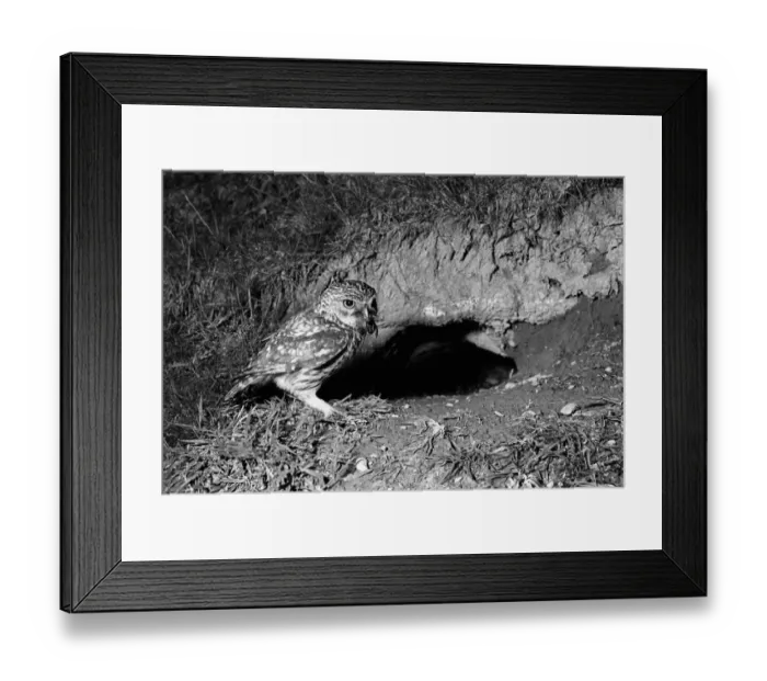 Framed Print : Little Owl - Doldowlod Wales. Taken by Eric Hosking in 1938 Framed Print : Little Owl - Doldowlod Wales. Taken by Eric Hosking in 1938