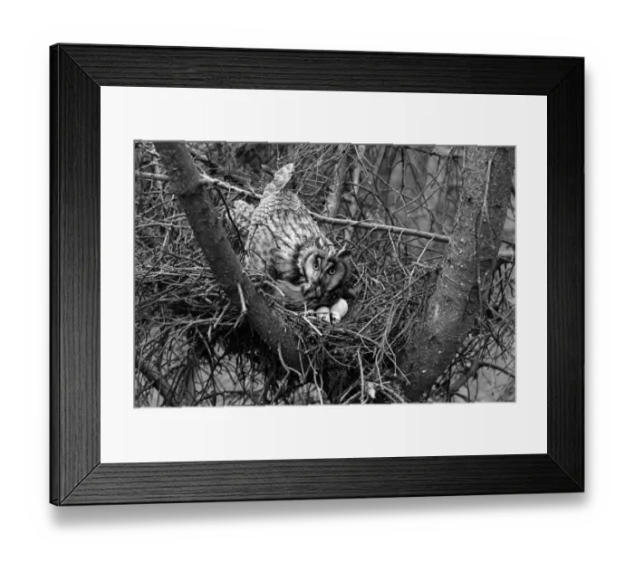 Framed Print : Long eared Owl at nest near kings lynn. Taken by Eric Hosking in 1940 Framed Print : Long eared Owl at nest near kings lynn. Taken by Eric Hosking in 1940