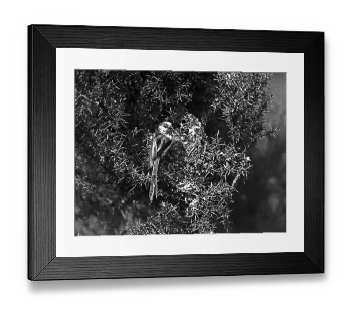 Framed Print : Long tailed tit at Nest taken in 1929 by Eric Hosking, his first recorded bird photograph sale