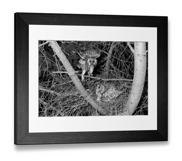 Framed Print : Long-eared Owl pair at nest Kings Lynn Norfolk. Taken by Eric Hosking in 1940 Framed Print : Long-eared Owl pair at nest Kings Lynn Norfolk. Taken by Eric Hosking in 1940