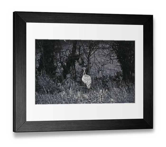 Framed Print : Macqueens Bustard (Houbara) 10 / 12 / 1962. Photo by Eric Hosking Framed Print : Macqueens Bustard (Houbara) 10 / 12 / 1962. Photo by Eric Hosking