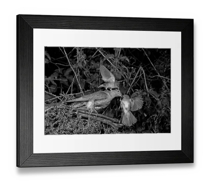 Framed Print : Nightingale attaching a stuffed Cuckoo - Staverton Suffolk. Taken by Eric Hosking in 1948 Framed Print : Nightingale attaching a stuffed Cuckoo - Staverton Suffolk. Taken by Eric Hosking in 1948