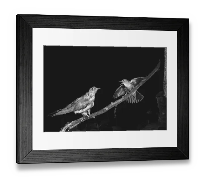 Framed Print : Nightingale attaching a stuffed Cuckoo - Staverton Suffolk. Taken by Eric Hosking in 1948