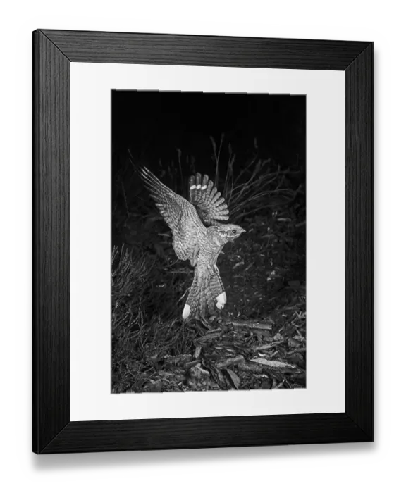 Framed Print : Nightjar, July 1949, Brand 17 Camera, Tessar 8. 5inch lens, F / 32, High Speed Flash 1 / 10, 000th of a second, film P1200 Framed Print : Nightjar, July 1949, Brand 17 Camera, Tessar 8. 5inch lens, F / 32, High Speed Flash 1 / 10, 000th of a second, film P1200