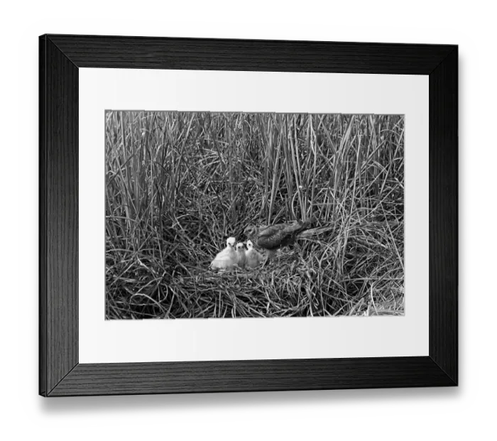 Framed Print : Montagus Harrier - Hicking Norfolk. Taken by Eric Hosking in 1942