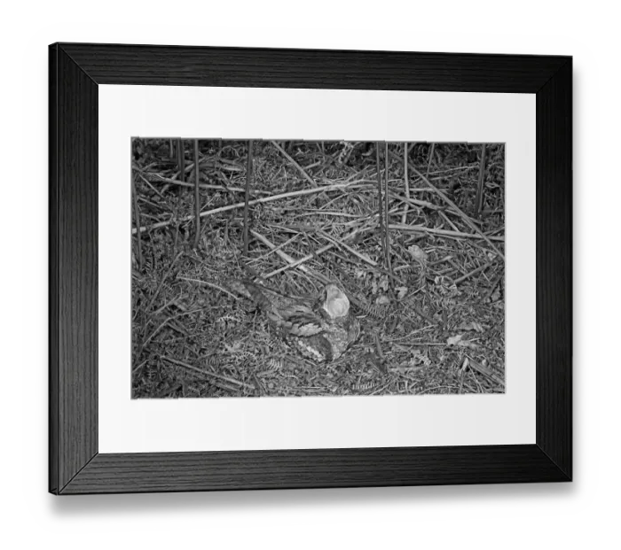 Framed Print : Nightjar with mouth open- Staverton Park Suffolk. Taken by Eric Hosking in 1945