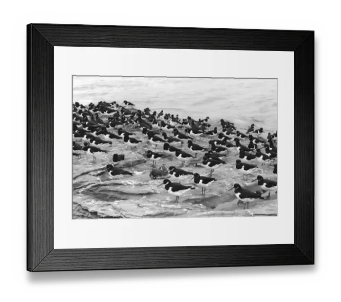Framed Print : Oiled Red throated Diver with Oystercatchers - Hilbre Island. Taken by Eric Hosking in 1954 Framed Print : Oiled Red throated Diver with Oystercatchers - Hilbre Island. Taken by Eric Hosking in 1954