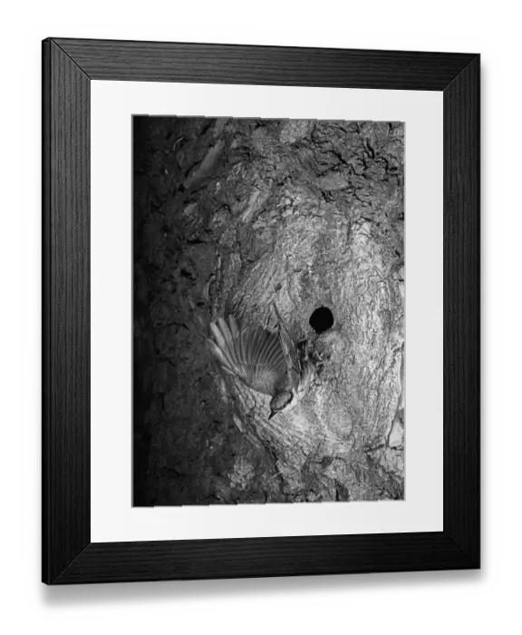 Framed Print : Nuthatch flying from nest. Mistley Essex. Taken by Eric Hosking in 1949 Framed Print : Nuthatch flying from nest. Mistley Essex. Taken by Eric Hosking in 1949