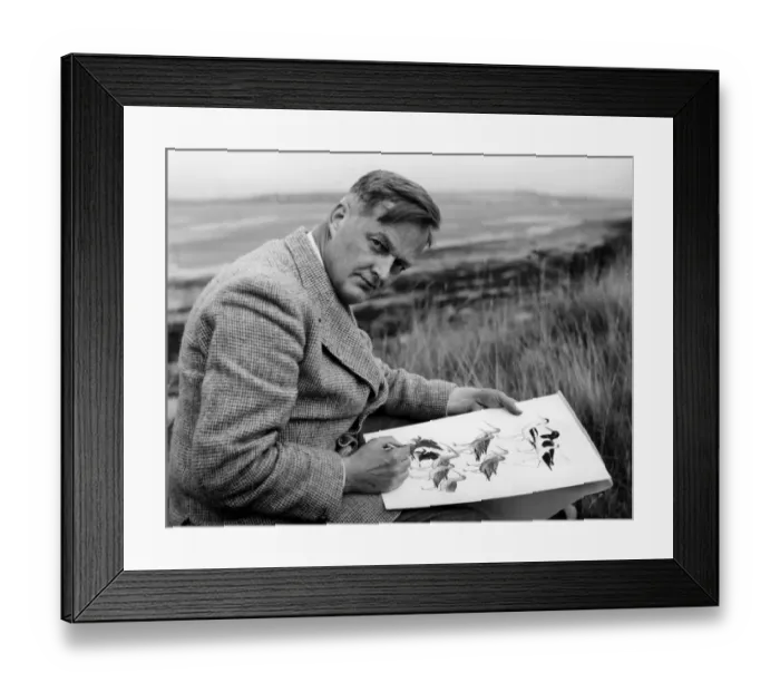 Framed Print : Dr Roger Tory Peterson painting one of the wader plates for A field Guide to the Birds of Britain