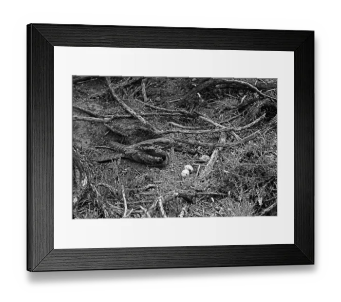 Framed Print : Nightjar at nest with two eggs- Staverton Park Suffolk. Taken by Eric Hosking in 1945 Framed Print : Nightjar at nest with two eggs- Staverton Park Suffolk. Taken by Eric Hosking in 1945