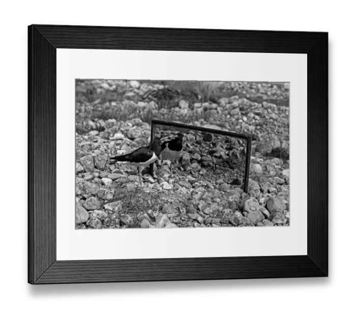 Framed Print : Oystercatcher looking at its reflection in a mirror - Loch Morlich Scotland. Taken by Eric Hosking in 1947 Framed Print : Oystercatcher looking at its reflection in a mirror - Loch Morlich Scotland. Taken by Eric Hosking in 1947
