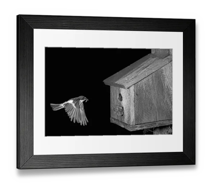 Framed Print : Pied Flycatcher flying to nesting box - Llysdinum, Wales. Taken by Eric Hosking in June 1954 Framed Print : Pied Flycatcher flying to nesting box - Llysdinum, Wales. Taken by Eric Hosking in June 1954