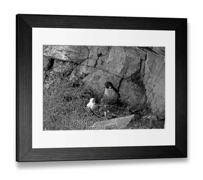 Framed Print : Peregrine at nest with chick. Taken by Eric Hosking in June 1953 Framed Print : Peregrine at nest with chick. Taken by Eric Hosking in June 1953