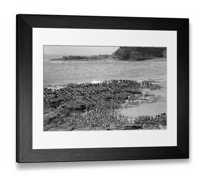 Framed Print : Oystercatchers and Redshanks on Little eye looking towards Hilbre Island. Taken by Eric Hosking in 1953 Framed Print : Oystercatchers and Redshanks on Little eye looking towards Hilbre Island. Taken by Eric Hosking in 1953
