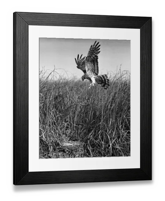 Framed Print : Montagus Harrier, May 1938, Sanderson field camera, serrac 8. 5 inch lens F / 11, 1 / 50th shutter speed, film HSFP Framed Print : Montagus Harrier, May 1938, Sanderson field camera, serrac 8. 5 inch lens F / 11, 1 / 50th shutter speed, film HSFP