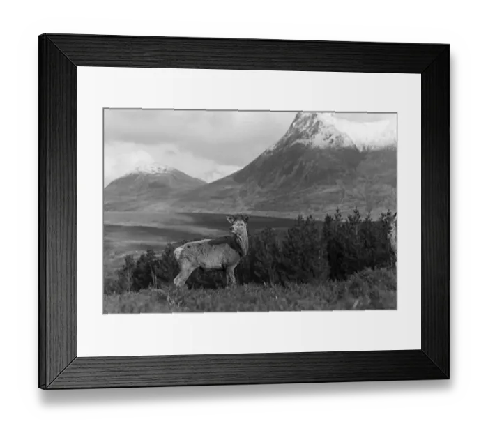 Framed Print : Red Deer male, Sutherland. Taken by Eric Hosking in 1939 Framed Print : Red Deer male, Sutherland. Taken by Eric Hosking in 1939