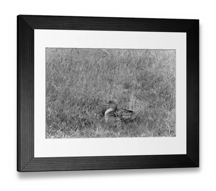 Framed Print : Pintail at nest - Dinnyes Hungary. Taken by Eric Hosking in 1961 Framed Print : Pintail at nest - Dinnyes Hungary. Taken by Eric Hosking in 1961