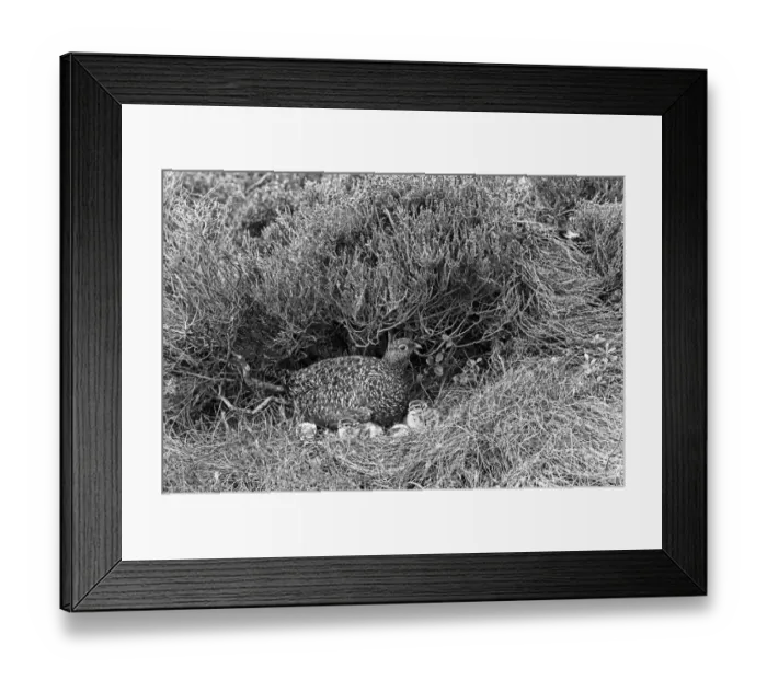Framed Print : Red Grouse female with newly hatched young. Aviemore. Taken by Eric Hosking in 1939
