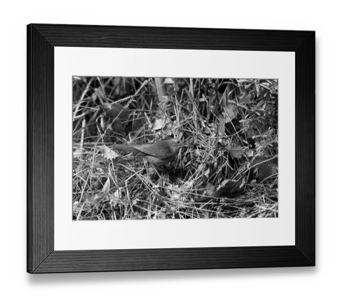 Framed Print : Nightingale at nest, Eyke Suffolk. Taken by Eric Hosking in 1936 Framed Print : Nightingale at nest, Eyke Suffolk. Taken by Eric Hosking in 1936