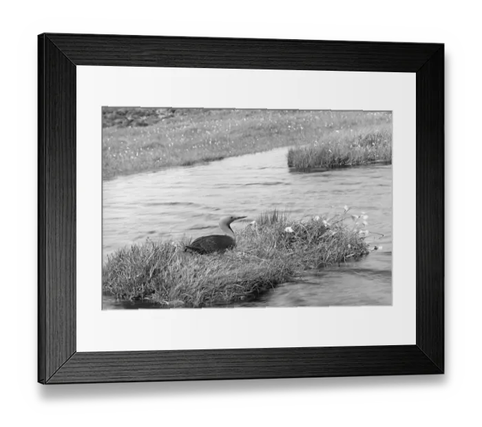 Framed Print : Red throated Diver - Hoy Orkney. Taken by Eric Hosking in 1946 Framed Print : Red throated Diver - Hoy Orkney. Taken by Eric Hosking in 1946