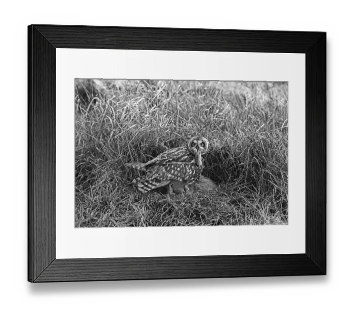 Framed Print : Short eared Owl, Hickling, Norfolk, 1942 Framed Print : Short eared Owl, Hickling, Norfolk, 1942