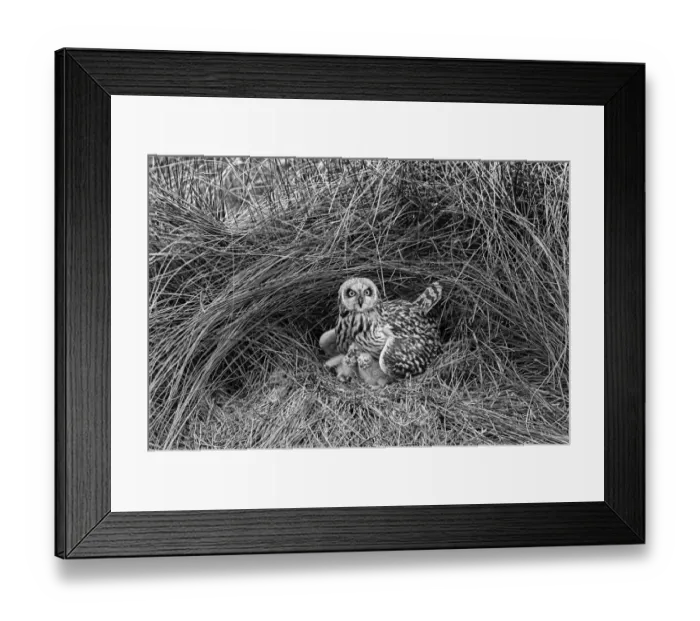 Framed Print : Short eared Owl, Hickling 1943 Framed Print : Short eared Owl, Hickling 1943