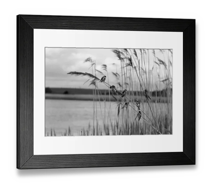 Framed Print : Sand Martins at Minsmere. Brand 17 Camera, Tessar 8. 5inch lens, f16, Taken by Eric Hosking in May 1950 Framed Print : Sand Martins at Minsmere. Brand 17 Camera, Tessar 8. 5inch lens, f16, Taken by Eric Hosking in May 1950