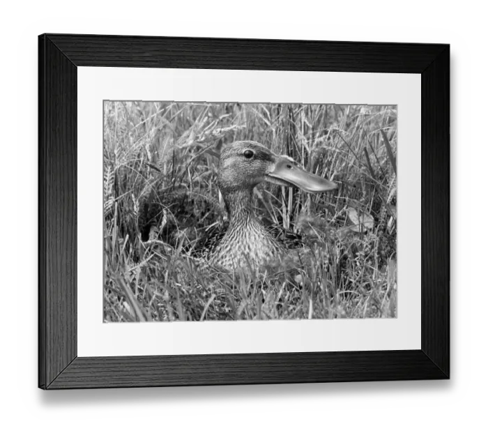 Framed Print : Shoveler Duck female at nest taken in 1942 Framed Print : Shoveler Duck female at nest taken in 1942