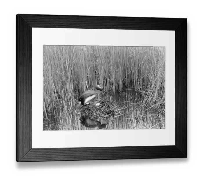 Framed Print : Slavonian Grebe at nest. Loch Ruthven Inverness-shire 1939 Framed Print : Slavonian Grebe at nest. Loch Ruthven Inverness-shire 1939
